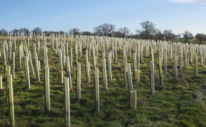 A new tree planting Taskforce has been set up by the Government