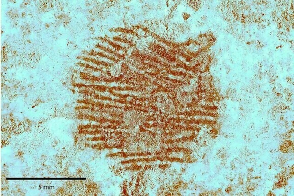 Oldest known human fingerprint discovered on ancient Neanderthal artwork - with help from Spain's forensic police