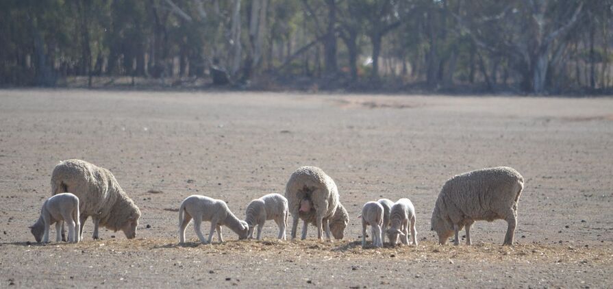 Pregnancy scanning is considered one of sheep producers’ most important tools this year, but only if the information is used.
