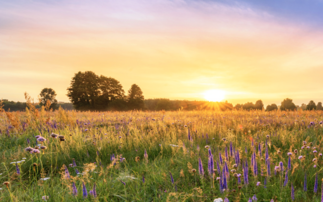 'Business as usual is not an option': Report warns farms must work with nature to survive