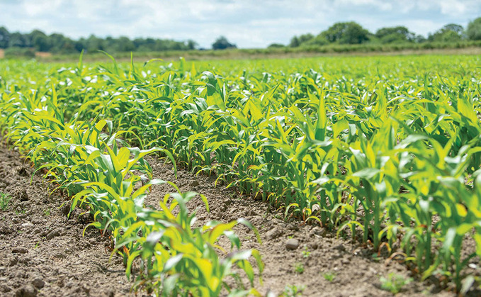 Reducing soil erosion in maize crops