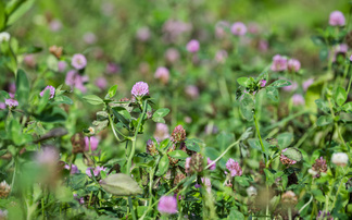 Quick fire tips for cover crop success