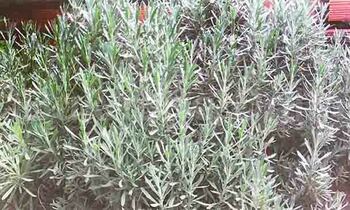 Akaddo ka Lavender nga bwe kafaanana. Akaddo ka Lavender nga bwe kafaanana.