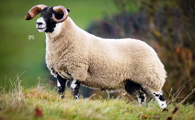 £70,000 ram lamb from the Dunlop family