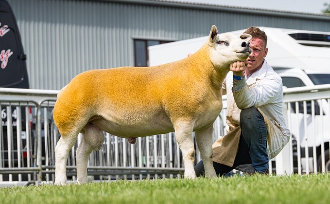 Sheep inter-breed and Texel champion from Eammon Vaughan.