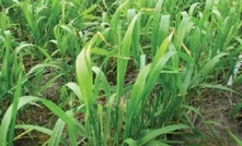 Treat copper deficiency early