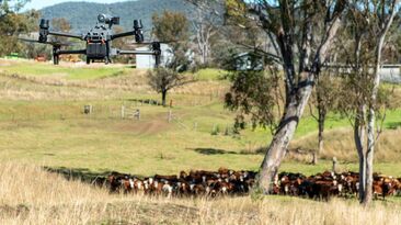 SkyKelpie has helped pioneer the adoption of drone mustering across Australia.