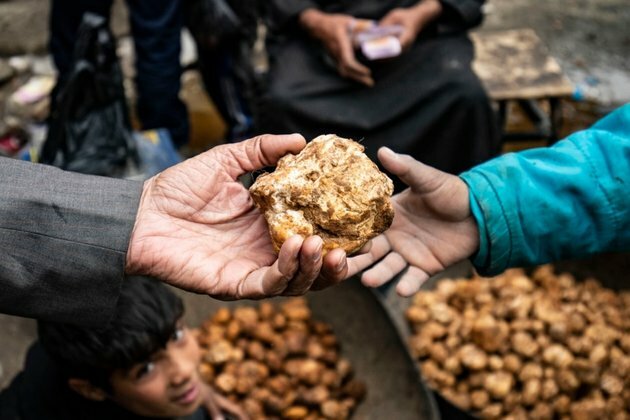 Islamic State Group Kills 15 Truffle Hunters in Syria, Monitor Says