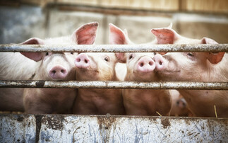 Defra announces new import measures to safeguard pig farmers against African swine fever from Europe