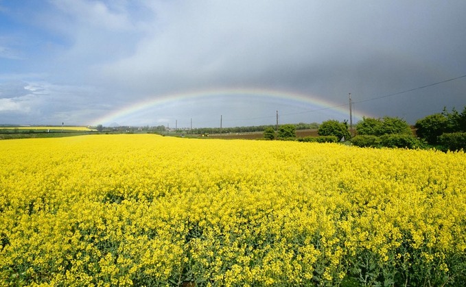 Why spring oilseed rape could be worth a look