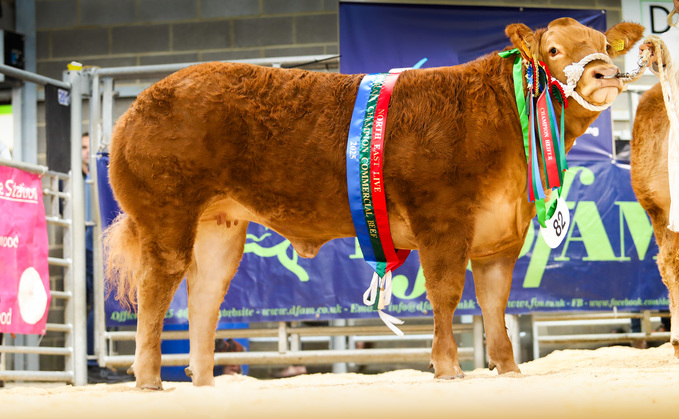 Overall beef and heifer champion, Glangwden Velvet, a Limousin heifer from Cai Edwards, Corwen.
