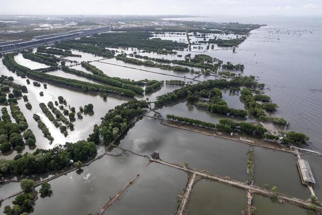 Indonesia races to restore shrinking mangrove forests amid coastal erosion