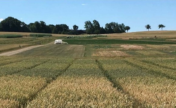 Wheat blends offer fungicide flexibility
