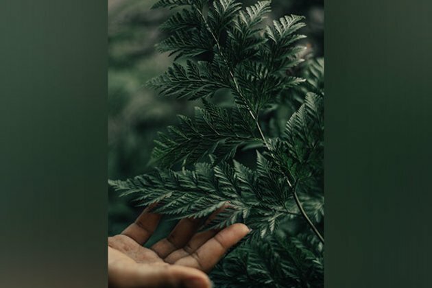 Research reveals plants can detect touch