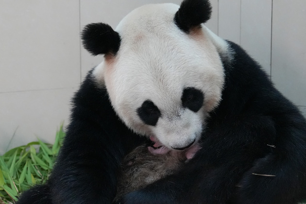 CHINA-SICHUAN-WOLONG-GIANT PANDA CUB (CN)