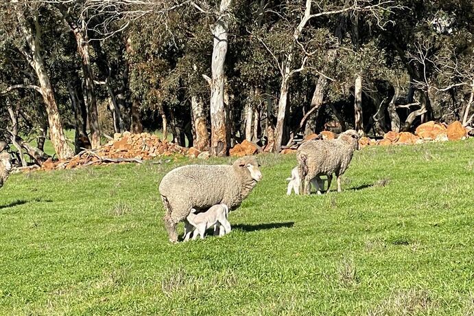 Lamb survival rates can improve by up to 4.5 per cent with optimal mob sizes at lambing according to a project co-funded by Meat & Livestock Australia (MLA) and the Lambs Alive program. 