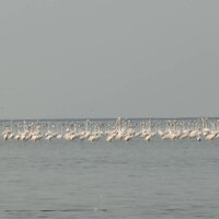 Odisha Bihanga Utsav 2026 underway to celebrate migratory birds at Chilika Lake