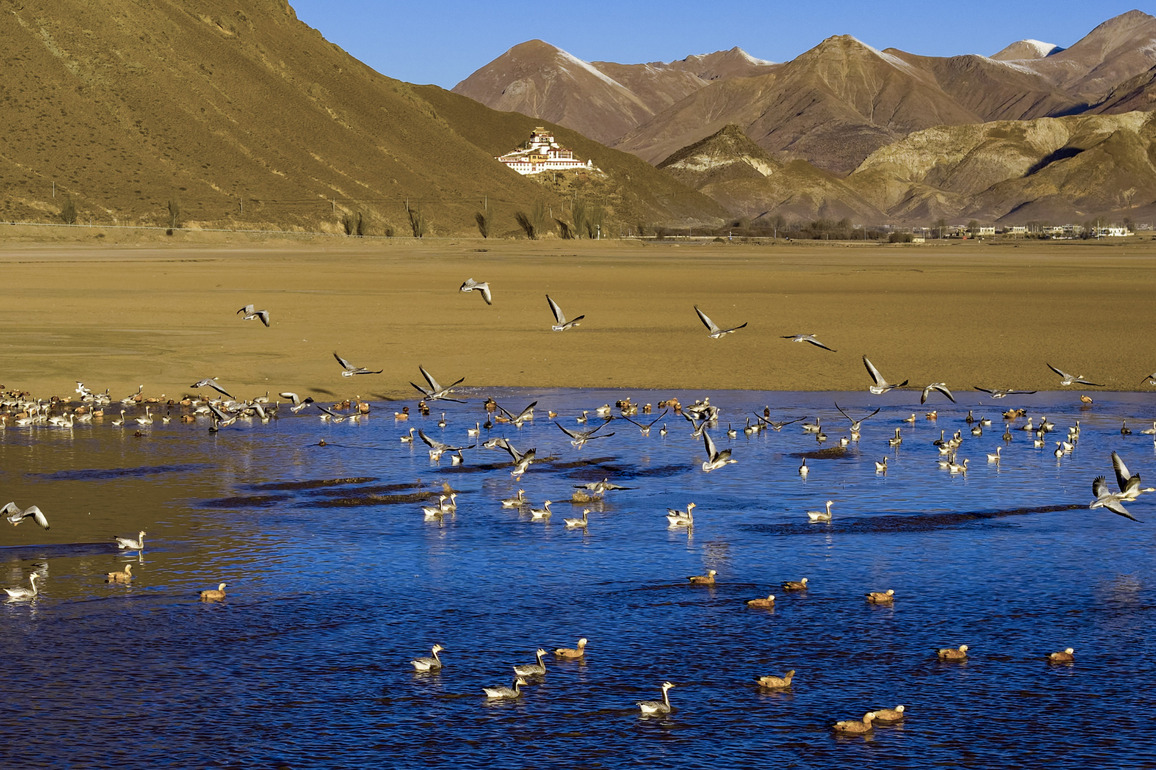 CHINA-XIZANG-LHUNZHUB-MIGRATORY BIRDS (CN)