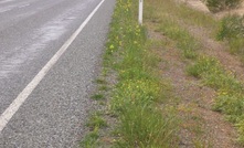 Alarm over roadside GM canola