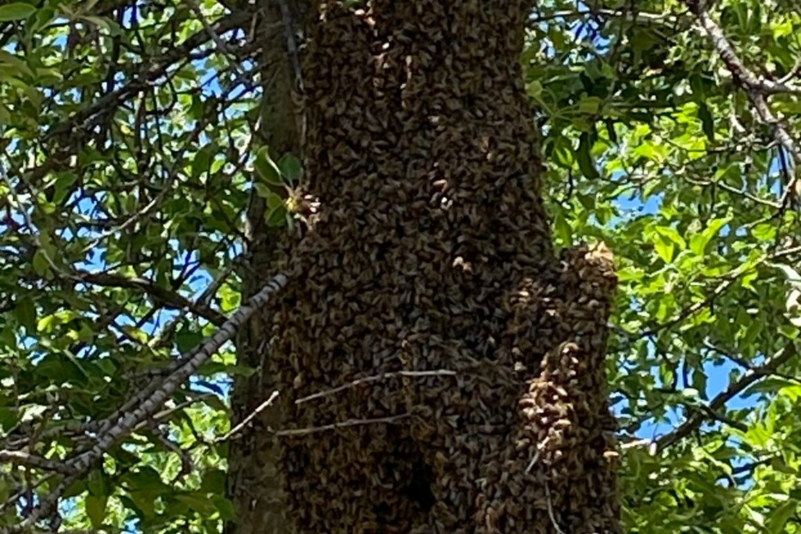 Broomfield Animal Services, local beekeeper remove "massive" bee swarm