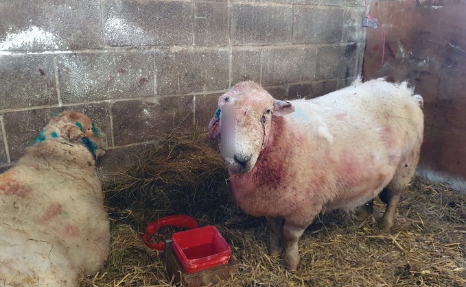 Officers said six sheep had also been injured during the dog attacks as seen in the picture (Gwent Police Rural Crime Team)