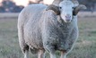 Protect your flock from ovine brucellosis