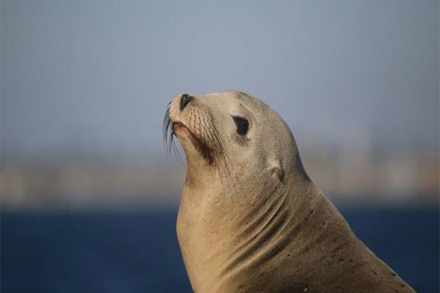 Peru reports death of 585 sea lions due to bird flu