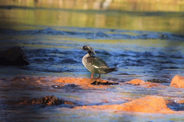 World's first Brazilian merganser bred in captivity hatch
