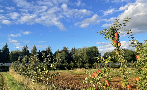 Introduction of agroforestry creating resilience for organic vegetable farmer