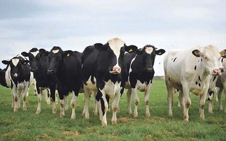 New entrants top Holstein bull rankings