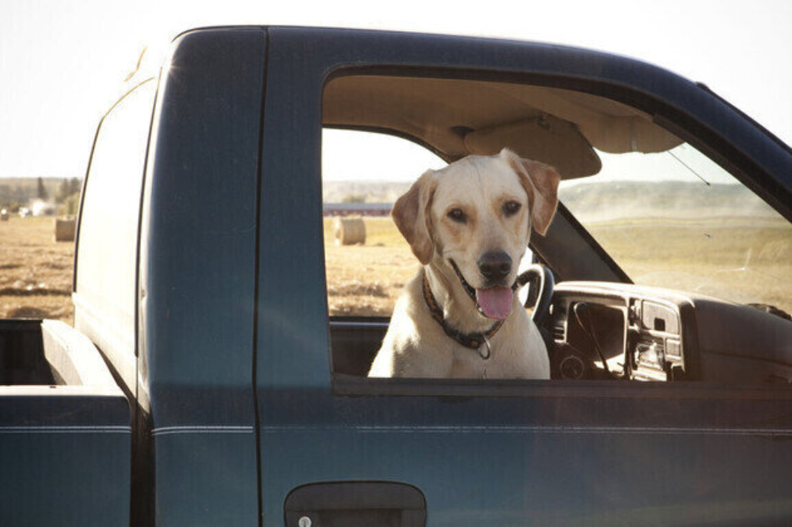 Dog shoots woman in Nebraska