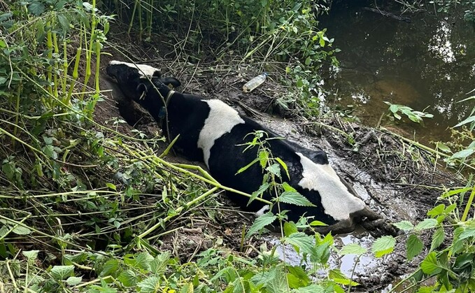 The cow got itself into a tricky situation along the River Weaver in Cheshire