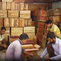 J&K: Italian Pear orchard sparks self-reliance boom in Jammu's Bhaderwah