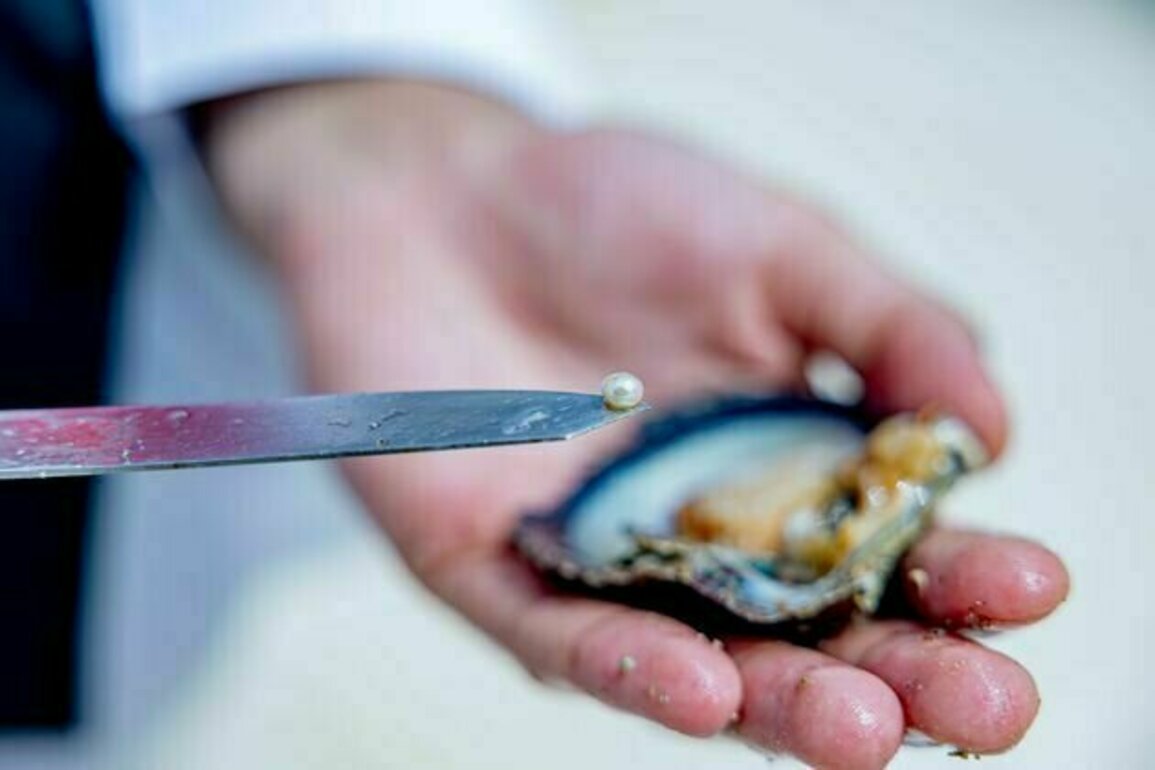 EAD launches first project inGulfto survey, evaluate, restore traditional oyster habitats