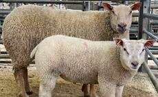 Flying ewe and lamb trade at Skipton