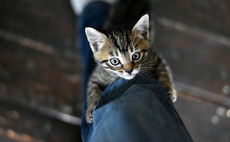 Rockpool backs TrustedHousesitters