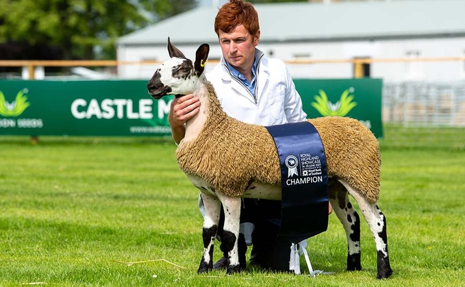 RHS21: Bluefaced Leicesters lead day two of sheep judging