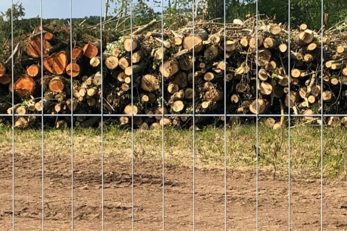 Housing developer accused of 'vandalism' as 137 trees 'massacred'