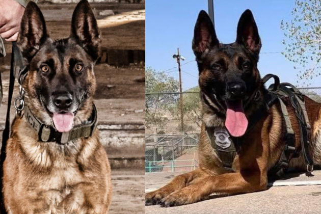 K-9 killed in fatal N.M. police shootout with suspect