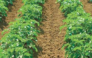 Focus on potatoes: Looking ahead to a new season