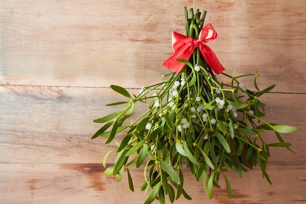 Mistletoe might be festive, but it&#039;s actually a tree-plundering parasite
