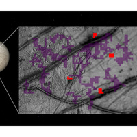 Recent study of NASA's Galileo mission points to Ammonia on Europa's surface