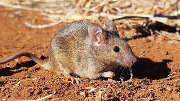 GPA reminded growers that eligibility to purchase and use ZP50 is linked to the latest mouse activity classifications.