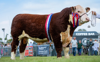 Hereford claims supreme beef title at Edenbridge and Oxted Show