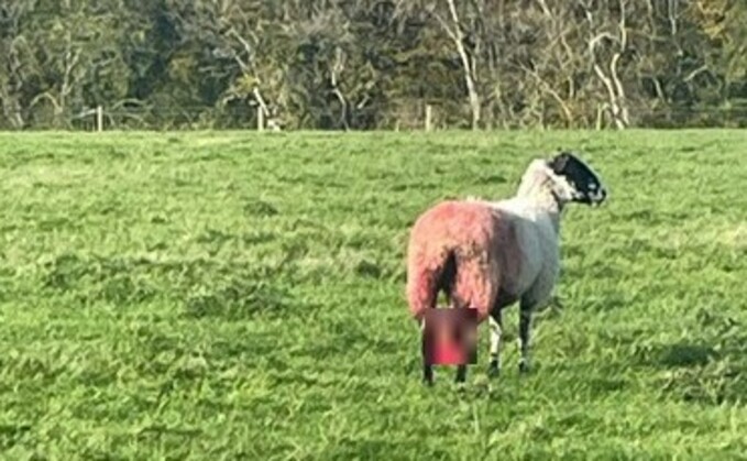 A ewe had been found with blood all over her hind quarters from the udder after being chased by a dog (Wiltshire Rural Crime Team)