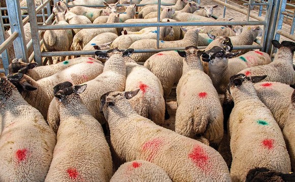 Record high lamb prices