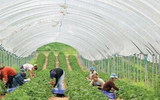 Horticulture sector 'under-prioritised and unappreciated'