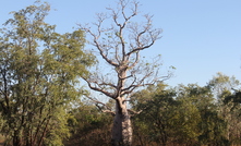 Thunderbird landscape.