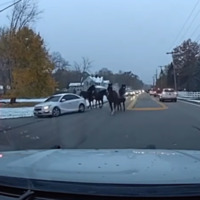 Video- Ohio officers respond after four horses stage 'street takeover'