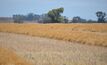 Including a legume and/or canola as a break crop has shown positive effects in the paddock in subsequent years.